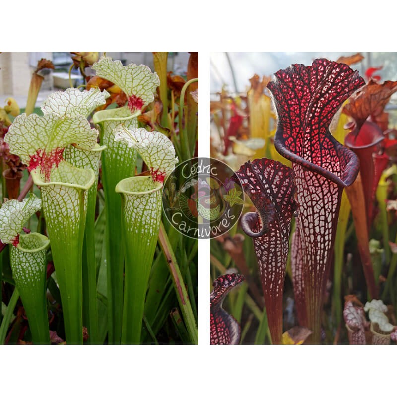 SXM18 S. x moorei — 'Wilkerson's white knight'  x S. leucophylla -- black sheer-Graines Sarracenia 2025