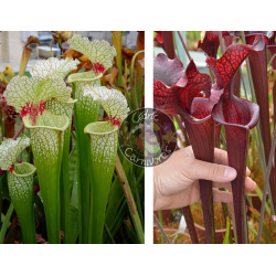 S. x moorei — 'Wilkerson's white knight'  x (S. leucophylla -- helmut´s Delight x S. flava var. ornata -- solid red throat)-Graines Sarracenia 2025