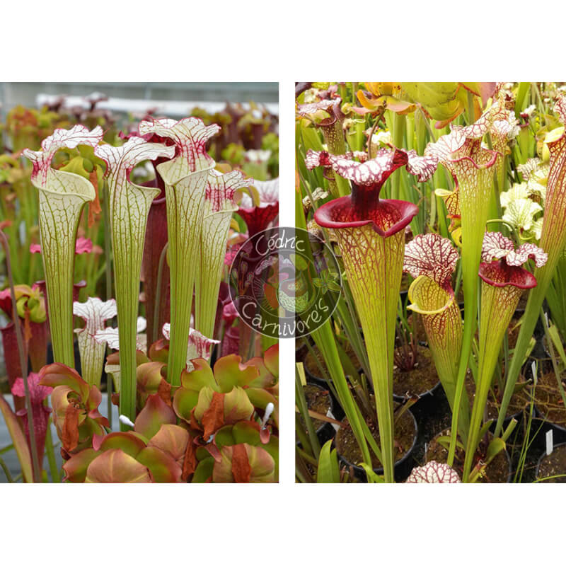 Sarracenia ‘Iamsatyricon’ x SXM61 S.x Moorei -- “Timothy King”-Graines Sarracenia 2025