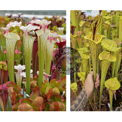 Sarracenia ‘Iamsatyricon’ x S. flava var. Ornata 'black veins'-Graines Sarracenia 2025