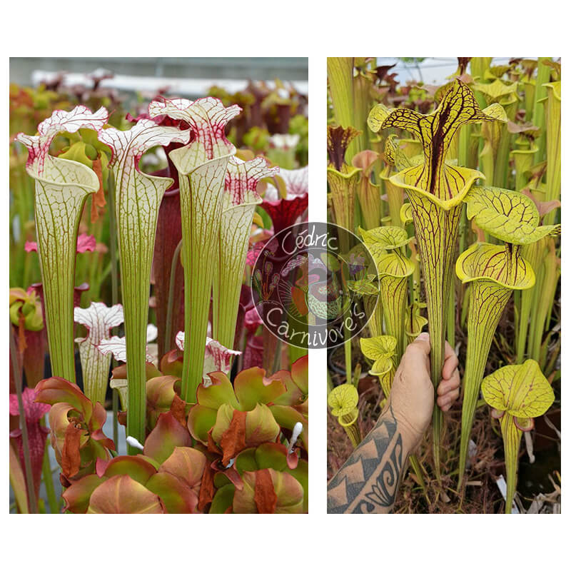 Sarracenia ‘Iamsatyricon’ x S. flava var. Ornata 'black veins'-Graines Sarracenia 2025