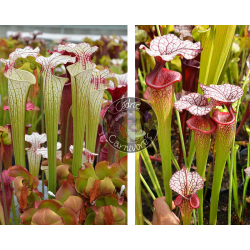 Sarracenia ‘Iamsatyricon’ x SXM31 S.x Moorei -- 'Adrian Slack'-Graines Sarracenia 2025