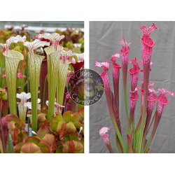 Sarracenia ‘Iamsatyricon’ x S. ‘l1a’ pink stabilo-Graines Sarracenia 2025