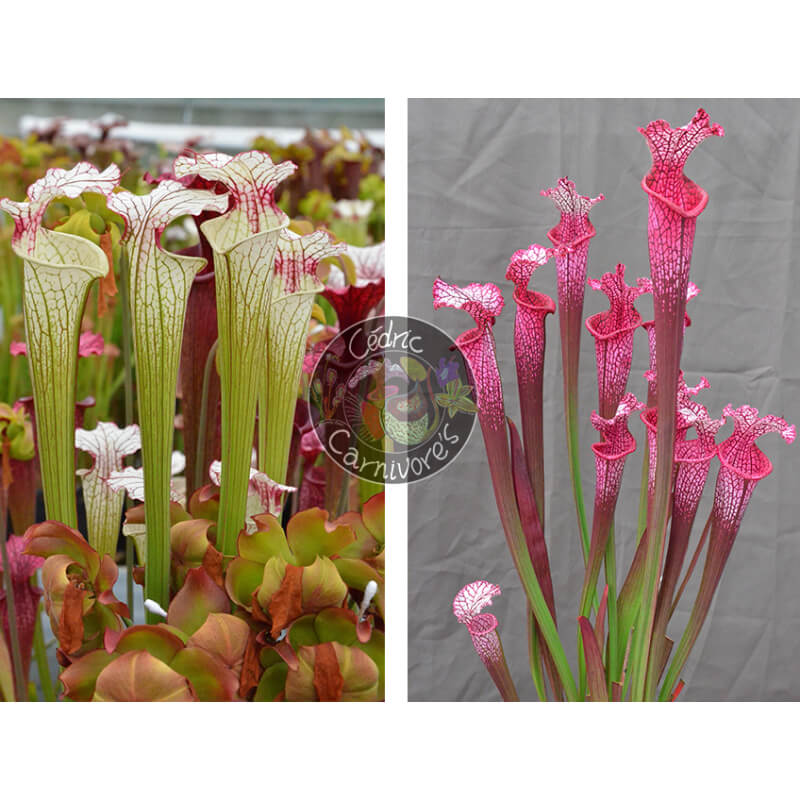Sarracenia ‘Iamsatyricon’ x S. ‘l1a’ pink stabilo-Graines Sarracenia 2025