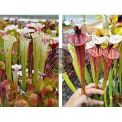 SXM54 S.x Moorei -- "Conecuh, Covington Co. A x S.'Tresor de l'argonne'-Graines Sarracenia 2025