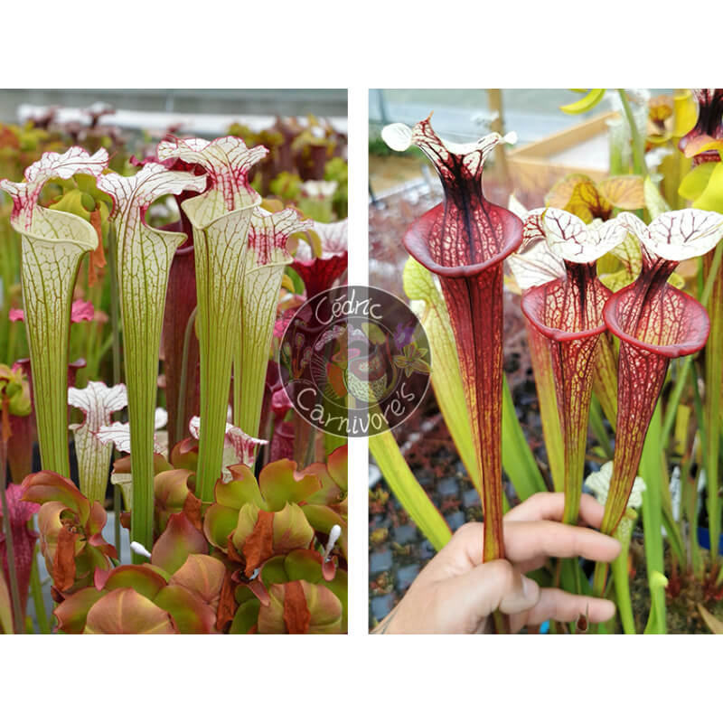 Sarracenia ‘Iamsatyricon’ x S.'Tresor de l'argonne-Graines Sarracenia 2025