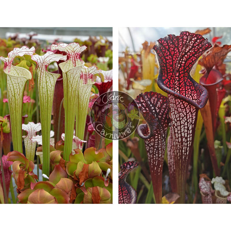 Sarracenia ‘Iamsatyricon’ x S. leucophylla -- black sheer-Graines Sarracenia 2025