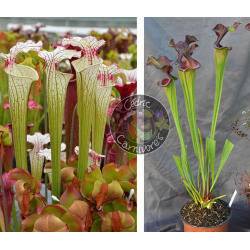 Sarracenia Leucophylla ‘Dracula’ x S. ‘Mansille’-Graines Sarracenia 2025