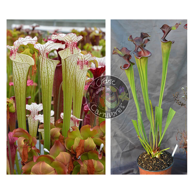 Sarracenia ‘Iamsatyricon’ x S.'Emilie sister'-Graines Sarracenia 2025