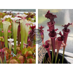 Sarracenia ‘Iamsatyricon’ x S. x “SX113A” “Norman Parker x Leucophylla Burgundy”-Graines Sarracenia 2025