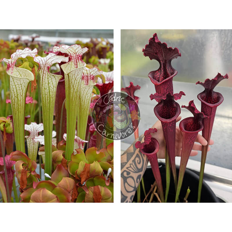 Sarracenia ‘Iamsatyricon’ x S. x “SX113A” “Norman Parker x Leucophylla Burgundy”-Graines Sarracenia 2025