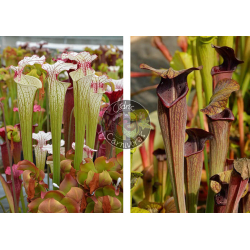 Sarracenia ‘Iamsatyricon’ x SA17. Sarracenia alata -- Black tube,Pubescent,Desoto,Clone 3,W,(AH)(A28,MK)-Graines Sarracenia 2025
