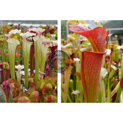 Sarracenia ‘Iamsatyricon’ x SX33 S.'Orange Fire'-Graines Sarracenia 2025