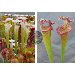 Sarracenia ‘Iamsatyricon’ x S. x 'Juthatip Soper' x S.x Moorei -- `Adrian Slack’ cl2-Graines Sarracenia 2025