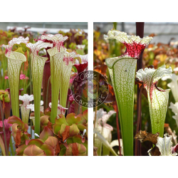 Sarracenia ‘Iamsatyricon’ x Red eye-Graines Sarracenia 2025
