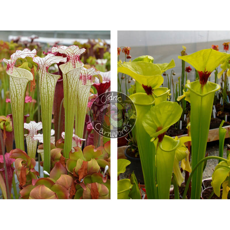 Sarracenia ‘Iamsatyricon’ x SFR21 S. flava var. rugelii — Telogia, FL.(WS). Very large from. (F140A, MK)-Graines Sarracenia 2025