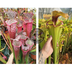 Sarracenia Leucophylla 'Dionne x S. x 'Serpentard'-Graines Sarracenia 2025