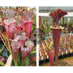 Sarracenia Leucophylla 'Dionne x  SFRB09 S.flava var rubricorpora - Heavy veined-Graines Sarracenia 2025