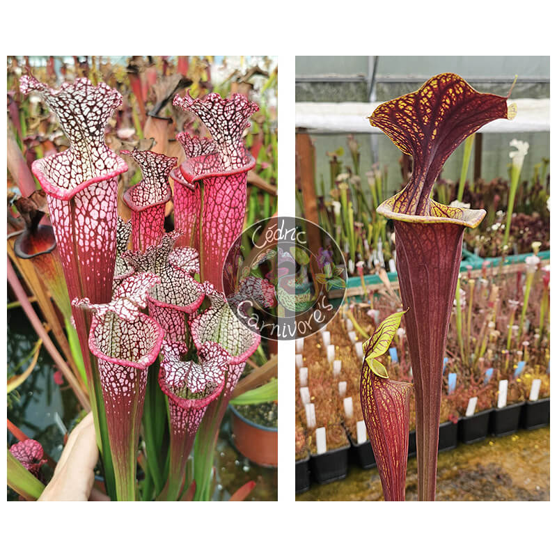 Sarracenia Leucophylla 'Dionne x  SFRB09 S.flava var rubricorpora - Heavy veined-Graines Sarracenia 2025