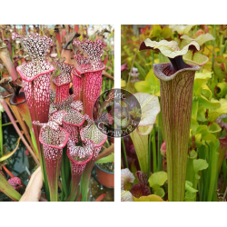 Sarracenia Leucophylla 'Dionne x S. ‘French porcelaine’-Graines Sarracenia 2025
