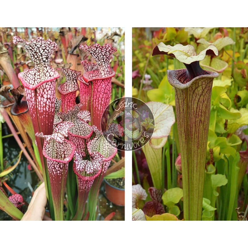 Sarracenia Leucophylla 'Dionne x S. ‘French porcelaine’-Graines Sarracenia 2025