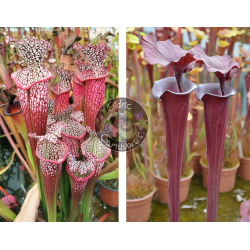 Sarracenia Leucophylla 'Dionne x  S. Flava var. atropurpurea F129A Miroslav Srba-Graines Sarracenia 2025