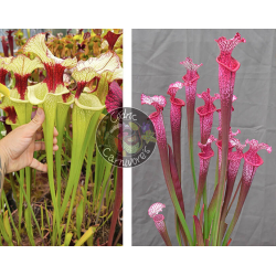 (SXM01 S.x Moorei -- `Leah Wilkerson' x SXM31 S. x Moorei ‘adrian slack’ CLA) x S. ‘l1a’ pink stabilo-Graines Sarracenia 2025
