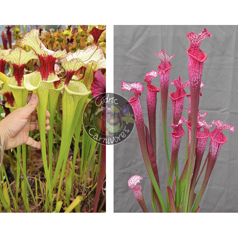 (SXM01 S.x Moorei -- `Leah Wilkerson' x SXM31 S. x Moorei ‘adrian slack’ CLA) x S. ‘l1a’ pink stabilo-Graines Sarracenia 2025