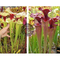 (S.x Moorei -- `Leah Wilkerson' x S. x Moorei ‘adrian slack’ CLA) x S. flava var. ornata x S.x Moorei -- “Timothy King” cl1-Graines Sarracenia 2025