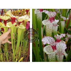 (SXM01 S.x Moorei -- `Leah Wilkerson' x SXM31 S. x Moorei ‘adrian slack’ CLA) x SL61 S.leucophylla Red Stripe Throat-Graines Sarracenia 2025