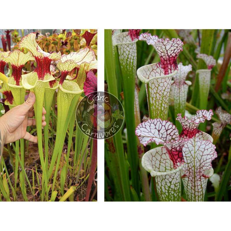 (SXM01 S.x Moorei -- `Leah Wilkerson' x SXM31 S. x Moorei ‘adrian slack’ CLA) x SL61 S.leucophylla Red Stripe Throat-Graines Sarracenia 2025
