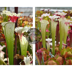 Sarracenia 'Red eye' x S. ‘Iamsatyricon’-Graines Sarracenia 2025