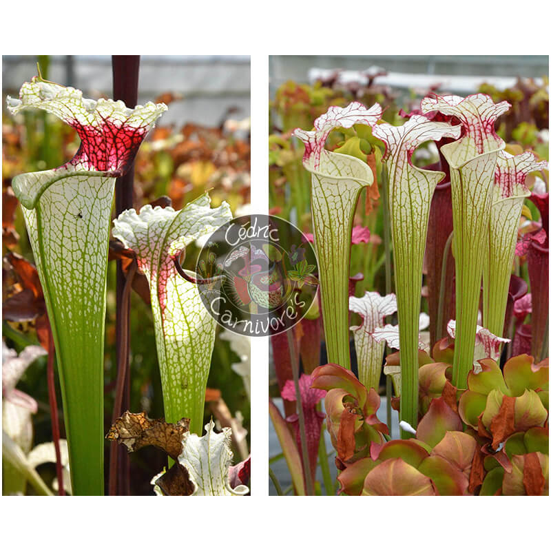 Sarracenia 'Red eye' x S. ‘Iamsatyricon’-Graines Sarracenia 2025