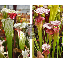 Sarracenia 'Red eye' x SXM31 S.x Moorei -- 'Adrian Slack'-Graines Sarracenia 2025