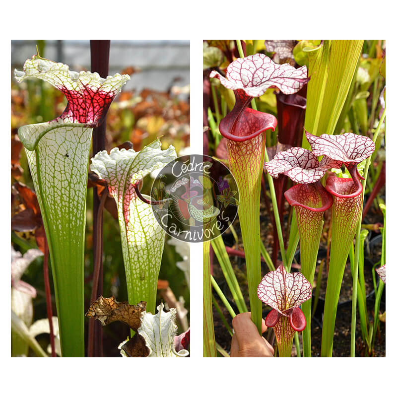 Sarracenia 'Red eye' x SXM31 S.x Moorei -- 'Adrian Slack'-Graines Sarracenia 2025