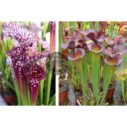 SL70 S. leucophylla -- santa rosa red x S. ‘Emilie’-Graines Sarracenia 2025