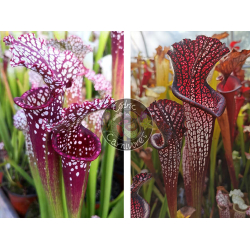 SXM54 S.x Moorei -- "Conecuh, Covington Co. A x SXM64 S.x Moorei -- 'Helen Mary'-Graines Sarracenia 2025