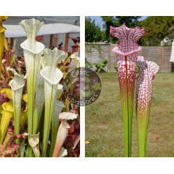 Sarracenia Leucophylla hcw cl7 x SL25 S. leucophylla -- pink lip, Appalachicola-Graines Sarracenia 2025