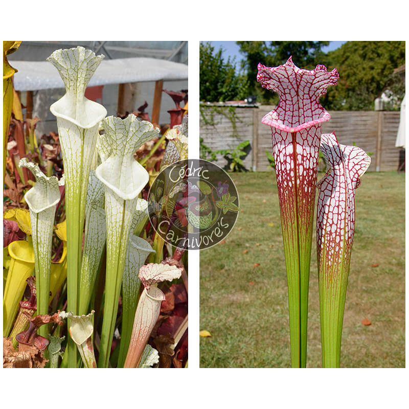 Sarracenia Leucophylla hcw cl7 x SL25 S. leucophylla -- pink lip, Appalachicola-Graines Sarracenia 2025