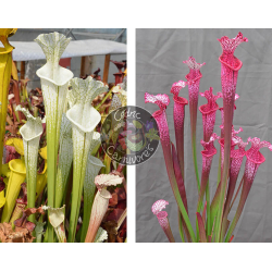 SXM61 S.x Moorei -- “Timothy King” x (S.'Mansille' x S.'Copper vase')-Graines Sarracenia 2025
