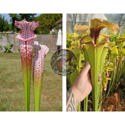 SL25 S. leucophylla -- pink lip, Appalachicola x  S. x 'Serpentard'-Graines Sarracenia 2025