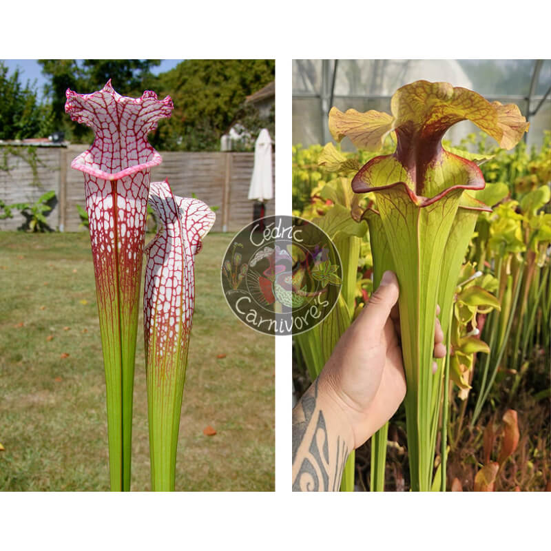 SL25 S. leucophylla -- pink lip, Appalachicola x  S. x 'Serpentard'-Graines Sarracenia 2025