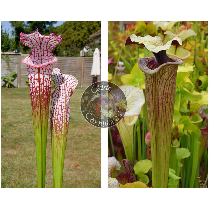 SL25 S. leucophylla -- pink lip, Appalachicola x  S. ‘French porcelaine’-Graines Sarracenia 2025