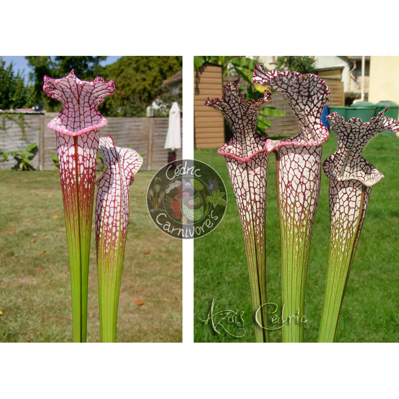 SL25 S. leucophylla -- pink lip, Appalachicola x SL04 S. leucophylla -- helmut´s Delight-Graines Sarracenia 2025
