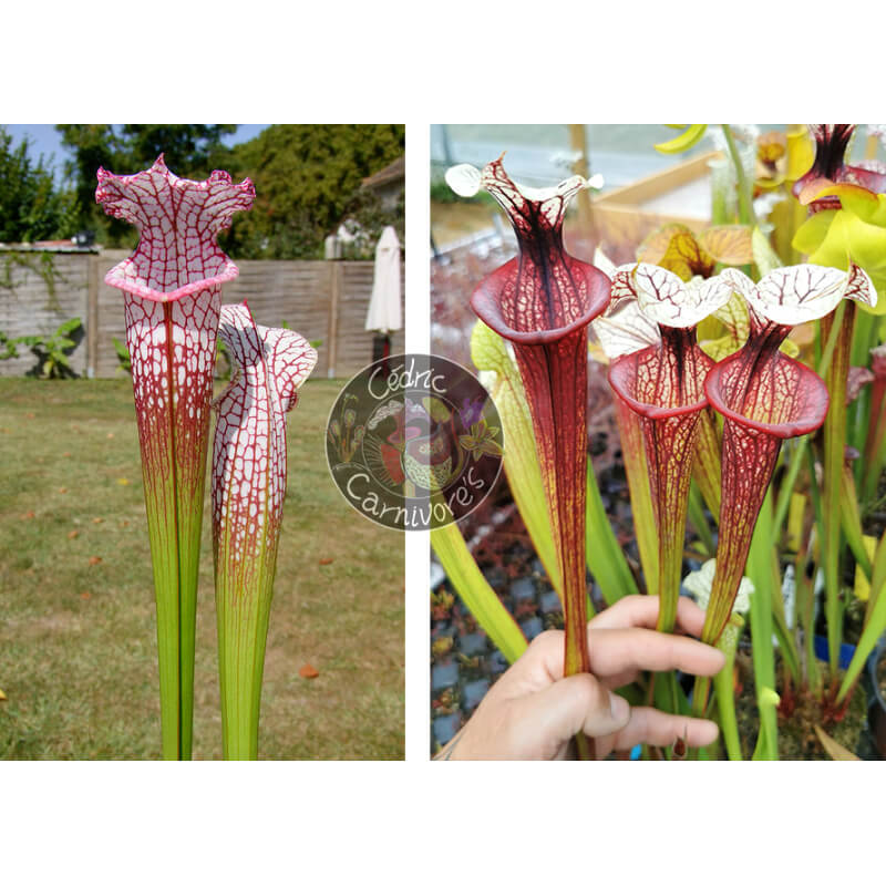 SL25 S. leucophylla -- pink lip, Appalachicola x S.'Tresor de l'argonne'-Graines Sarracenia 2025