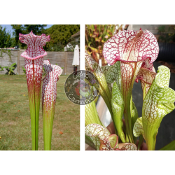 SL25 S. leucophylla -- pink lip, Appalachicola x SX137 S. x 'Skywatcher'-Graines Sarracenia 2025