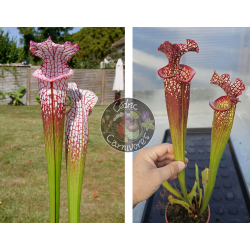 SL25 S. leucophylla -- pink lip, Appalachicola x S. x 'Voile écarlate'-Graines Sarracenia 2025