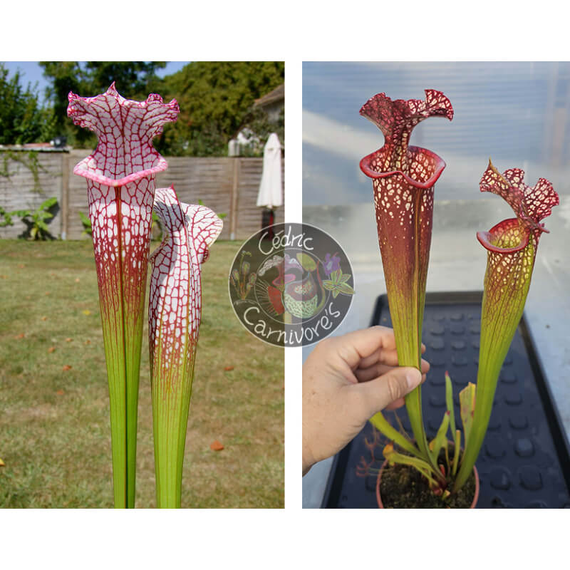 SL25 S. leucophylla -- pink lip, Appalachicola x S. x 'Voile écarlate'-Graines Sarracenia 2025