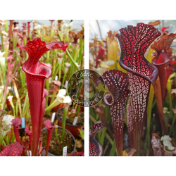 (SOP07 S.leucophylla 'Wilkerson's Red Rocket' x S.flava var.rubricorpa) x S. leucophylla -- black sheer-Graines Sarracenia 2025
