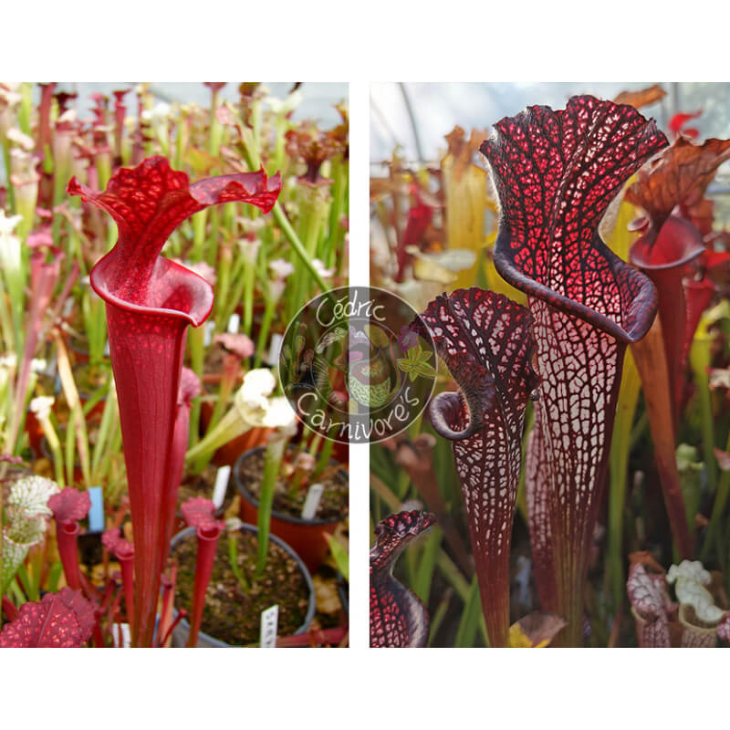 (SOP07 S.leucophylla 'Wilkerson's Red Rocket' x S.flava var.rubricorpa) x S. leucophylla -- black sheer-Graines Sarracenia 2025